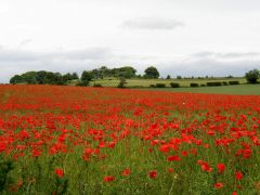 Poppies near Corbridge