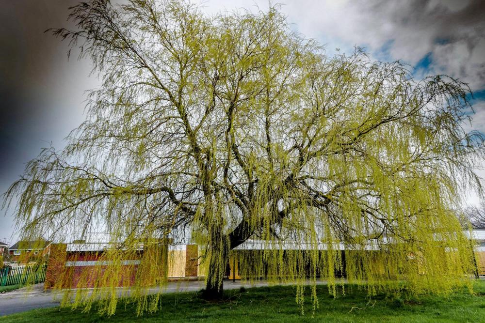Weeping Willow tree now.jpg
